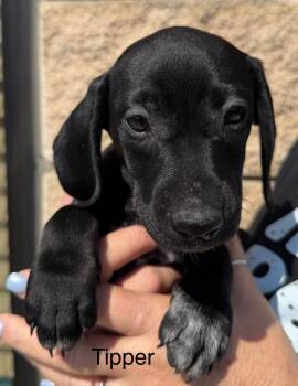 Tipper -  Dachshund Dog for Adoption in Blue Springs, Missouri - Tipper | PetCurious