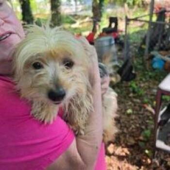 Terrier Dogs Available for Adoption - Annie | PetCurious