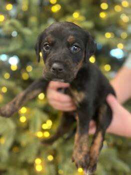 Rescue Hound Dogs for Adoption in Spring Hill, Tennessee - Rory | PetCurious