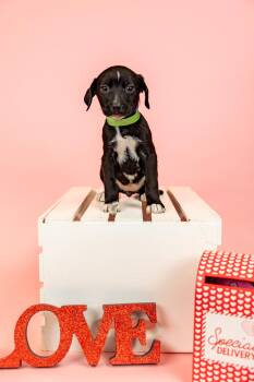 Pit Bull Terrier Dogs Available for Adoption - 91-26 | PetCurious