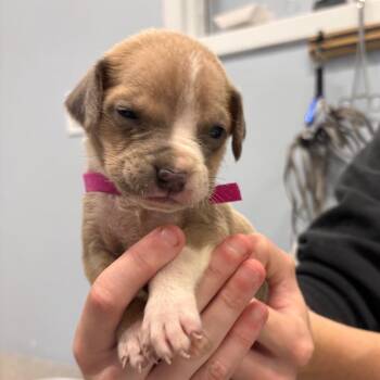 Puppy 8 -  Mixed Breed Dog for Adoption in Milton, Florida - Puppy 8 | PetCurious