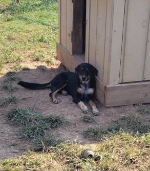 Aspen -  Border Collie and German Shepherd Dog Dog for Adoption in Lawrenceburg, Tennessee - Aspen | PetCurious