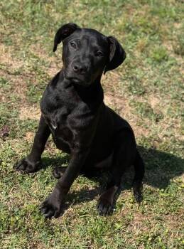 Mixed Breed Dogs Available for Adoption in Taycheedah, Wisconsin - Ouiser | PetCurious