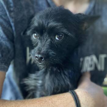 Meathead -  Affenpinscher and Poodle Dog for Adoption in Escondido, California - Meathead | PetCurious