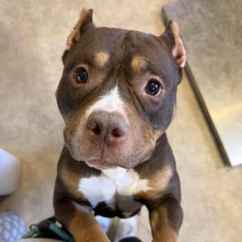 Pit Bull Terrier and Mixed Breed Dogs Available for Adoption - Clara | PetCurious