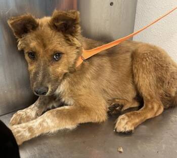 Prince -  Shepherd and Mixed Breed Dog for Adoption in Fresno, California - Prince | PetCurious