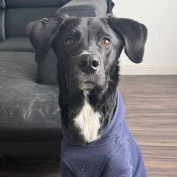 Cartier -  Catahoula Leopard Dog and Mixed Breed Dog for Adoption in Chicago, Illinois - Cartier | PetCurious