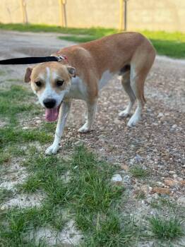 Mixed Breed Dogs Available for Adoption in Boise, Idaho - Mario | PetCurious