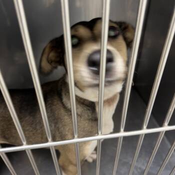 Little Debbie -  Terrier and Mixed Breed Dog for Adoption in Birmingham, Alabama - Little Debbie | PetCurious