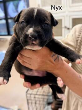 Nyx -  Labrador Retriever Dog for Adoption in Madison, Georgia - Nyx | PetCurious