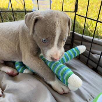 Potter -  Pit Bull Terrier and Mixed Breed Dog for Adoption in Evensville, Tennessee - Potter | PetCurious
