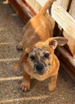 Dachshund and Chihuahua Dogs Available for Adoption in Norfolk, Massachusetts - Rusty | PetCurious