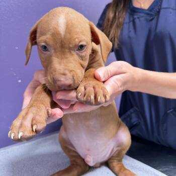 Jet -  Mixed Breed Dog for Adoption in Englewood, Florida - Jet | PetCurious
