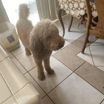 Koa -  Goldendoodle Dog for Adoption in Moreno Valley, California - Koa | PetCurious