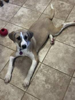 Willow -  Saint Bernard and Mixed Breed Dog for Adoption in Fort Collins, Colorado - Willow | PetCurious