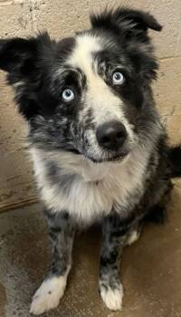 Rescue Australian Shepherd Dogs for Adoption in Ontario, California - Watson AZ | PetCurious