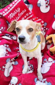 Chihuahua Dogs Available for Adoption - Mishu SL14129-Thw | PetCurious