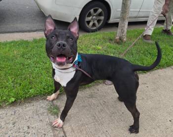 Maine -  Pit Bull Terrier Dog for Adoption in Trenton, New Jersey - Maine | PetCurious