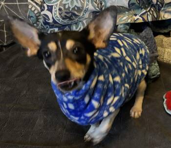 Rat Terrier Dogs Available for Adoption - Cece (and Kiva) | PetCurious