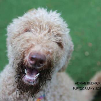 Edward Scissorpaws -  Standard Poodle and Mixed Breed Dog for Adoption in Nashville, Tennessee - Edward Scissorpaws | PetCurious