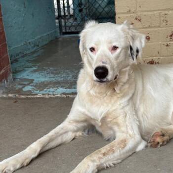 Sugar -  Collie and Mixed Breed Dog for Adoption in Tulsa, Oklahoma - Sugar | PetCurious