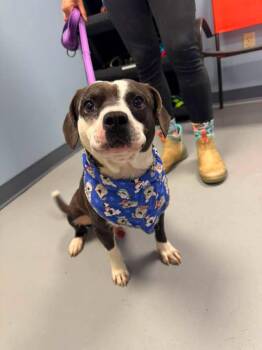Kilo -  Jack Russell Terrier and Terrier Dog for Adoption in Zanesville, Ohio - Kilo | PetCurious