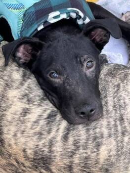 Beau -  Hound and Black Labrador Retriever Dog for Adoption in Lambertville, New Jersey - Beau | PetCurious