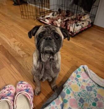 Pug Dogs Available for Adoption in Seattle, Washington - Bernard | PetCurious