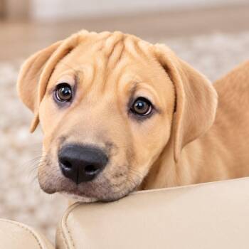 Graham -  Labrador Retriever Dog for Adoption in Houston, Texas - Graham | PetCurious