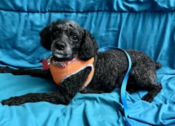 Dorothy -  Miniature Poodle and Poodle Dog for Adoption in Boulder, Colorado - Dorothy | PetCurious