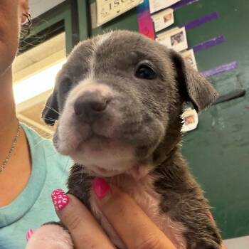 BRAZ-Stray-138596 -  Mixed Breed Dog for Adoption in Lake Jackson, Texas - BRAZ-Stray-138596 | PetCurious