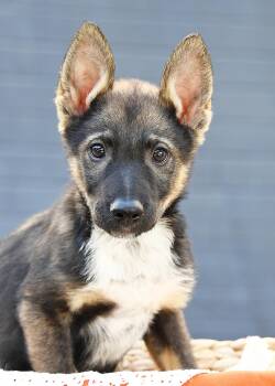 Atlas Enzo -  Australian Cattle Dog Blue Heeler and German Shepherd Dog Dog for Adoption in Salt Lake City, Utah - Atlas Enzo | PetCurious