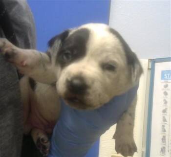 Australian Cattle Dog Blue Heeler and Mixed Breed Dogs Available for Adoption - YELLER | PetCurious