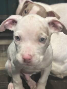 Rescue American Staffordshire Terrier Dogs for Adoption in Wilmington, Illinois - Chucky | PetCurious