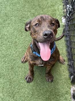 CLYDE -  Mixed Breed Dog for Adoption in Dallas, Texas - CLYDE | PetCurious