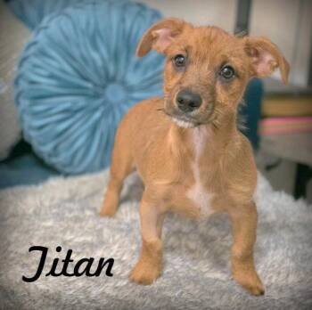 Titan -  Terrier Dog for Adoption in Anaheim, California - Titan | PetCurious