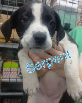 Serpent -  Mixed Breed Dog for Adoption in Evansville, Indiana - Serpent | PetCurious