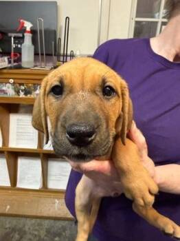 Waves -  Mixed Breed Dog Available for Adoption in West Chester, Pennsylvania - Waves | PetCurious