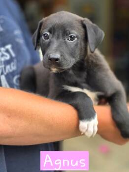 Agnus -  Mixed Breed Dog for Adoption in Walthill, Nebraska - Agnus | PetCurious