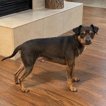 Amos -  Chihuahua Dog for Adoption in Pelham, New Hampshire - Amos | PetCurious