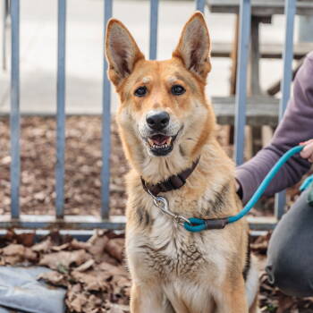 Rescue German Shepherd Dog Dogs for Adoption in Oakland, California - Gracie | PetCurious
