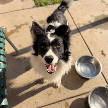 PINTO -  Border Collie Dog for Adoption in Modesto, California - PINTO | PetCurious
