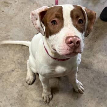 Hondo "Buster" -  Pit Bull Terrier and Mixed Breed Dog for Adoption in Valparaiso, Indiana - Hondo "Buster" | PetCurious