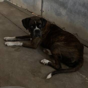 Ethel -  Boxer Dog for Adoption in Edinburg, Texas - Ethel | PetCurious