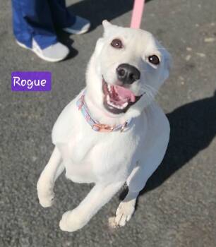Labrador Retriever and German Shepherd Dog Dogs Available for Adoption - ROGUE ~ Video! | PetCurious