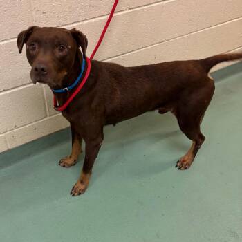 Beans -  Mixed Breed Dog for Adoption in Memphis, Tennessee - Beans | PetCurious