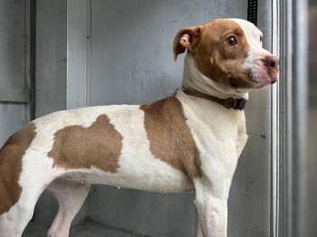 Emma -  Mixed Breed Dog Available for Adoption in Oxford, North Carolina - Emma | PetCurious