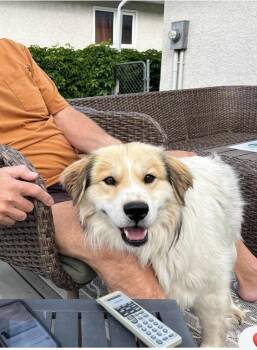 Markey -  Border Collie and Mixed Breed Dog for Adoption in Winnipeg, Manitoba - Markey | PetCurious