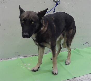 HAMPTON -  German Shepherd Dog and Mixed Breed Dog for Adoption in Houston, Texas - HAMPTON | PetCurious
