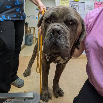 Cane Corso Dogs Available for Adoption in Greenville, Pennsylvania - Moose | PetCurious